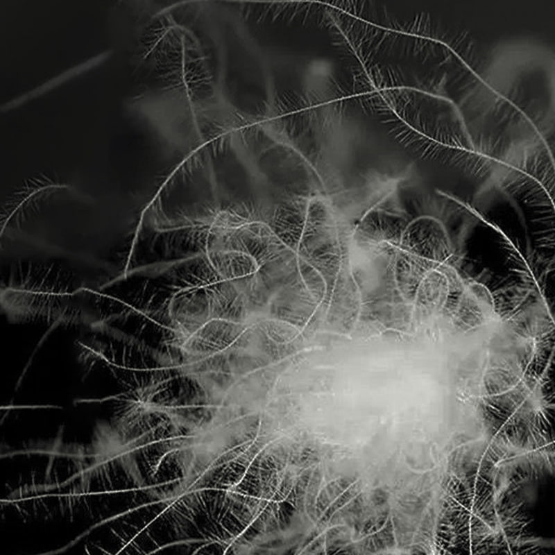 50% sivo pačje paperje